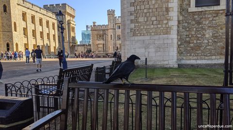 Os corvos possuem muita consideração por parte até mesmo da rainha Elizabeth II. Na Tower of London, acredita-se que o grupo de seis corvos jamais pode abandonar a Torre de Londres. Se isto ocorrer, ela desmoronará. Por precaução, eles têm um ou dois a mais, inclusive.