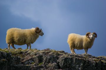 Sob uma área rochosa, há dois carneiros em fila. Um deles olha em direção à câmera.