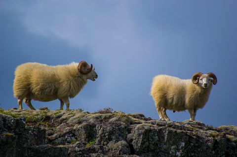 Sob uma área rochosa, há dois carneiros em fila. Um deles olha em direção à câmera.