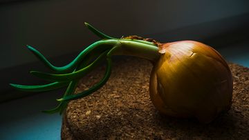 Sobre um disco de cortiça, uma cebola marrom apresenta brotos já em estado avançado.