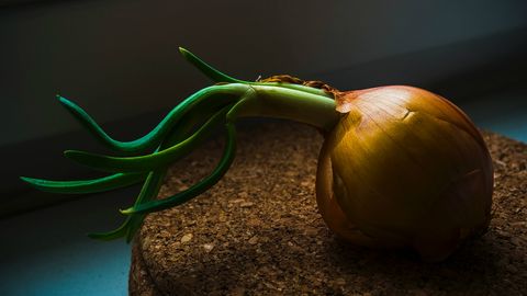 Sobre um disco de cortiça, uma cebola marrom apresenta brotos já em estado avançado.