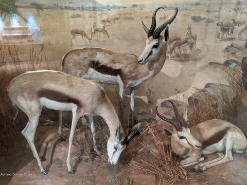 Três animais que lembram antílopes, em um cenário de exibição que se parece com uma área mais seca de savana.