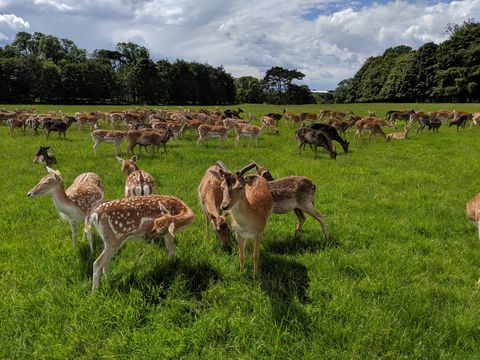 Veados em Phoenix Park, Dublin. Foto por Adriano Donato Couto.