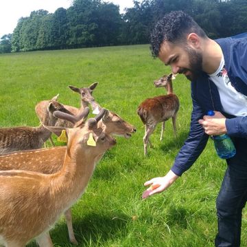 Alimentando veados em Phoenix Park