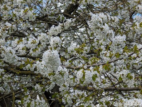 Vemos um recorte bastante aproximado da copa de uma árvore coberta de flores brancas. Trata-se de uma cerejeira.