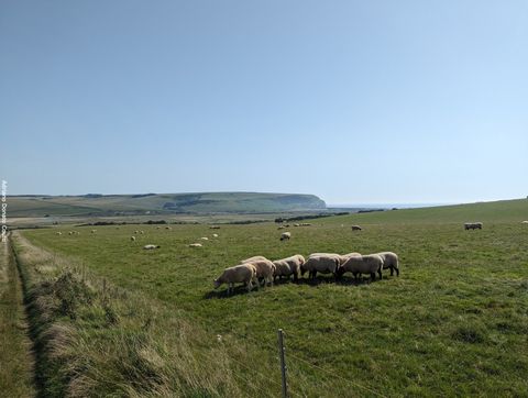 'Em primeiro plano, um campo com ovelhas. AO fundo, uma colina verde sob um céu azul.'