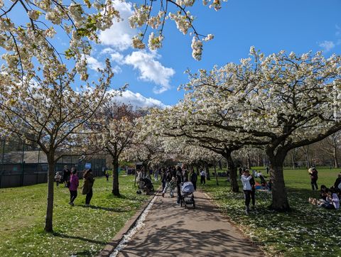'Vemos uma rua asfaltada ao centro, que parte do primeiro plano e segue até o fundo. Ladeada por cerejeiras de flores brancas e uma área gramada, o espaço conta com muitas crianças e adultos.'