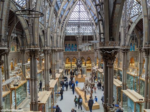 Oxford University Museum of Natural History.